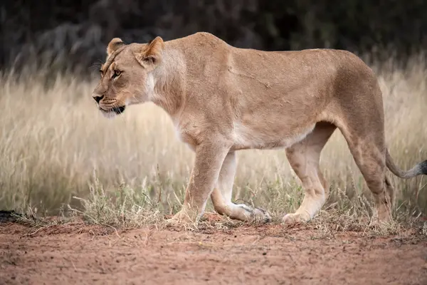 Güney Afrika 'daki Kruger Ulusal Parkı' nda dişi aslan.