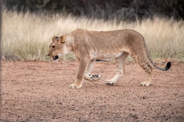 Otların arasında yürüyüş aslan