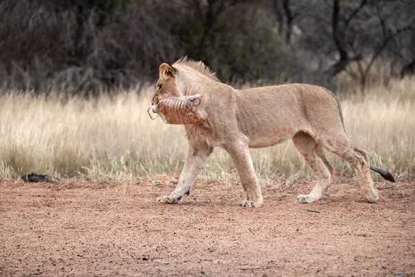 Afrika 'nın güneyindeki Kruger parkında aslan var.