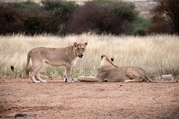 Afrika çölündeki aslan..