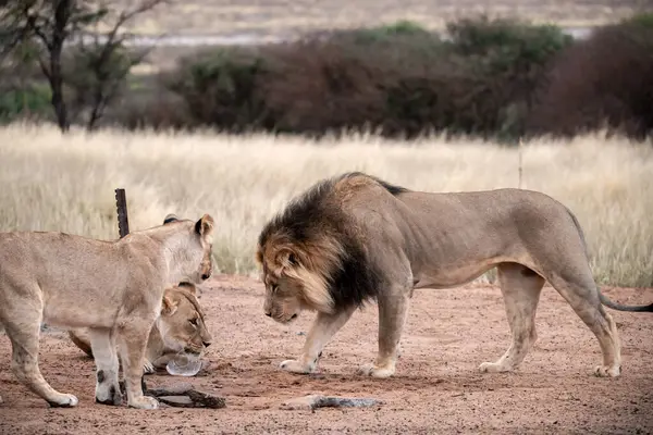 Güney Afrika 'daki Kruger Ulusal Parkı' nda bir aslan var.