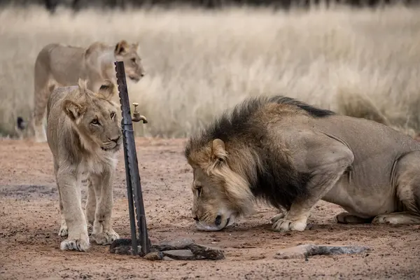 Kruger Park 'ta aslan ve aslan var.
