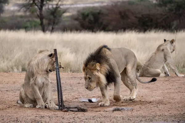 Afrika 'nın vahşi aslanı. Doğadaki vahşi hayvanlar..