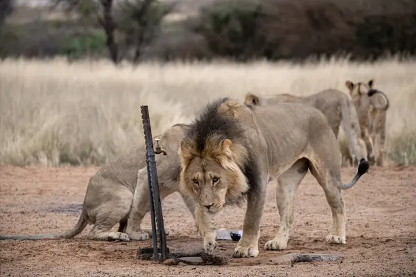 Afrika 'nın bozkırındaki aslan