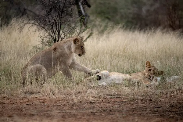 Lions ailesi Güney Afrika 'daki Kruger Ulusal Parkı' nda oynuyor.