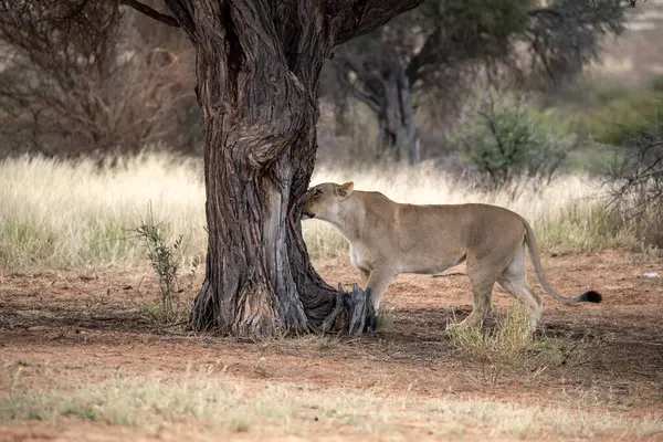 Kruger Ulusal Parkı 'nda aslan yavrusu - Güney Afrika