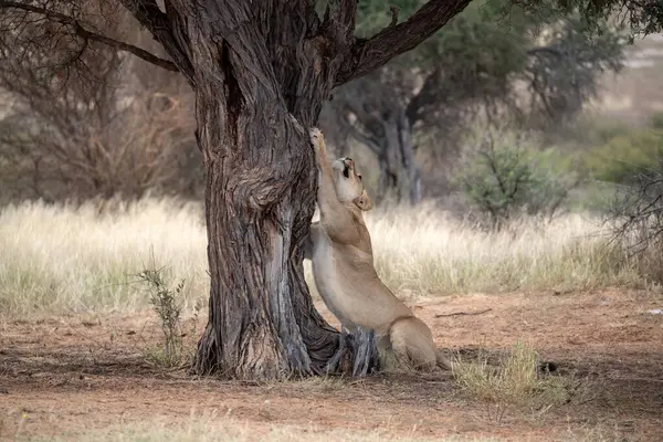 young lion in the kruger national park, south africa