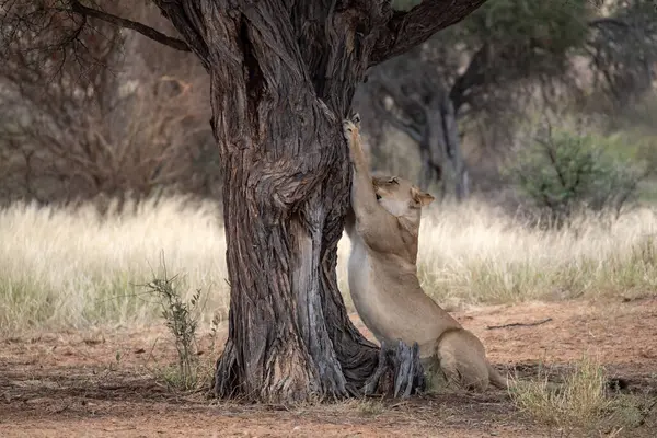 Afrika aslanı, Panthera Leo Kruger Ulusal Parkı, Güney Afrika