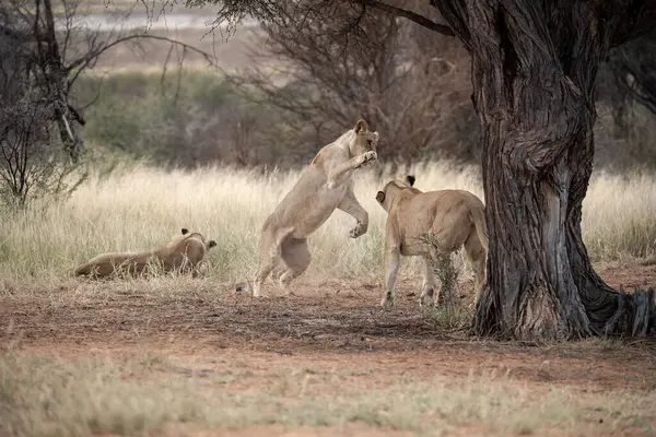Namibya 'daki Kalahari çölünde oynayan aslan yavruları.