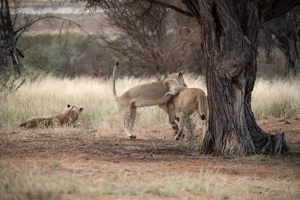 Güney Afrika 'daki Kruger Ulusal Parkı' nda aslan ailesi.