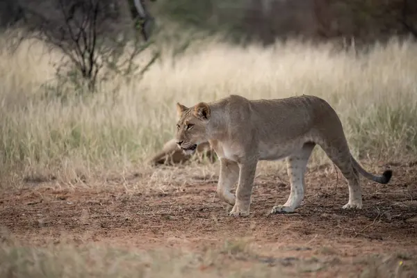 Güney Afrika ulusal parkında bir aslan.