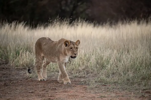 Afrika, Güney Afrika savanındaki aslan.
