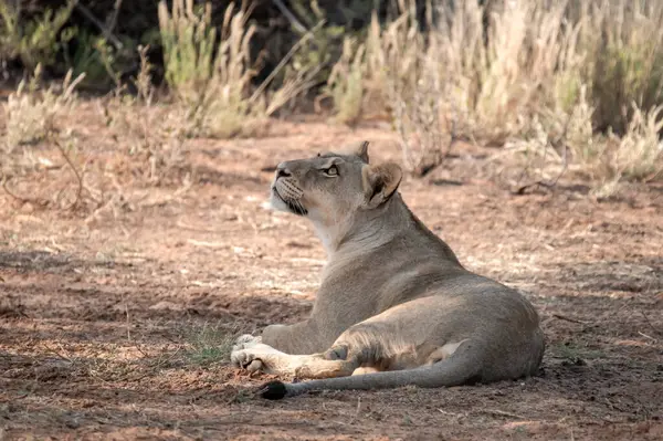 Otların arasında dinlenme aslan