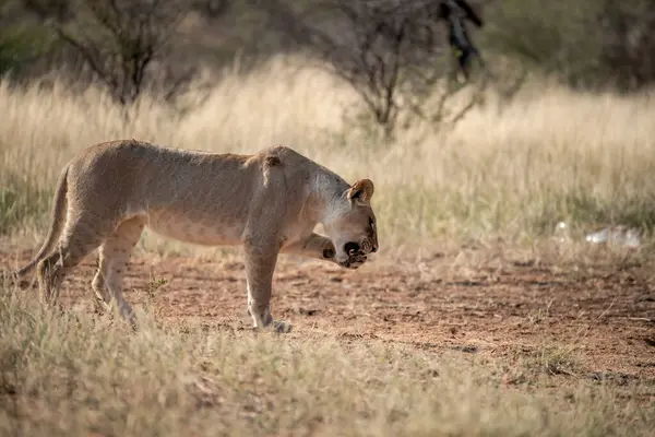 Afrika vahşi aslanı (panthera leo) Güney Afrika 'daki Kruger Ulusal Parkı' nda ot yiyor..