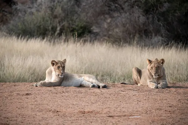 Aslan ailesi savanada birlikte yatıyor.