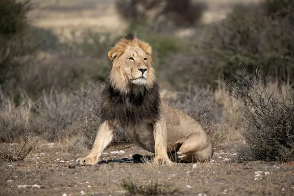 african lion in africa in the nature of big lion