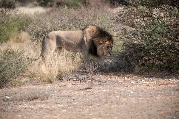 a beautiful shot of a male lion in the kruger national park, south africa.