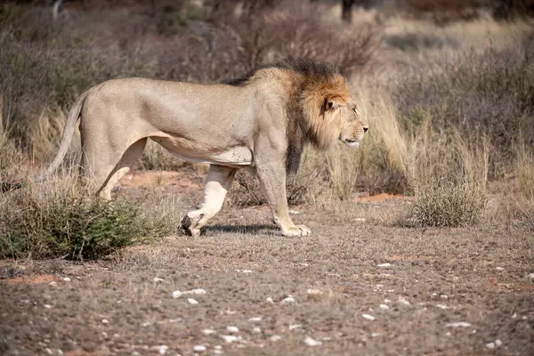 lion in the savannah of africa in the wild of the south of kenya