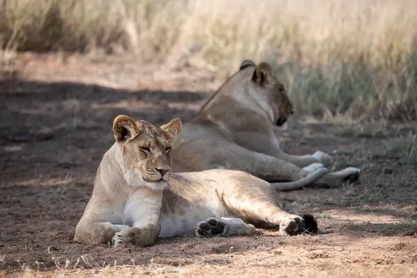 Aslan yerde yatıyor. Afrika. Vahşi yaşam. Doğa, hayvan, vahşi yaşam..