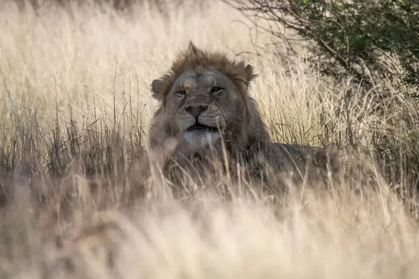 Kruger Park, Güney Afrika 'daki erkek aslan.