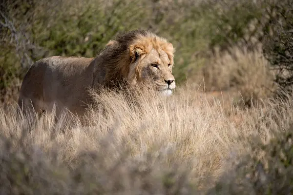 Afrika savanındaki aslan.