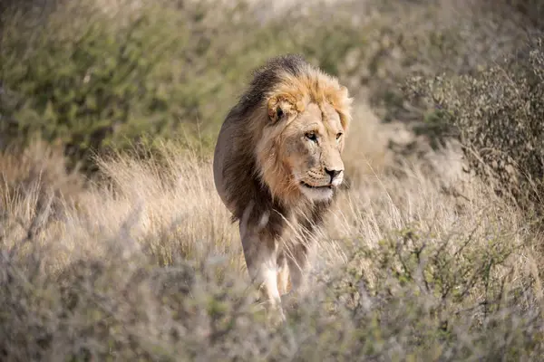 Aslan savanada yürüyor