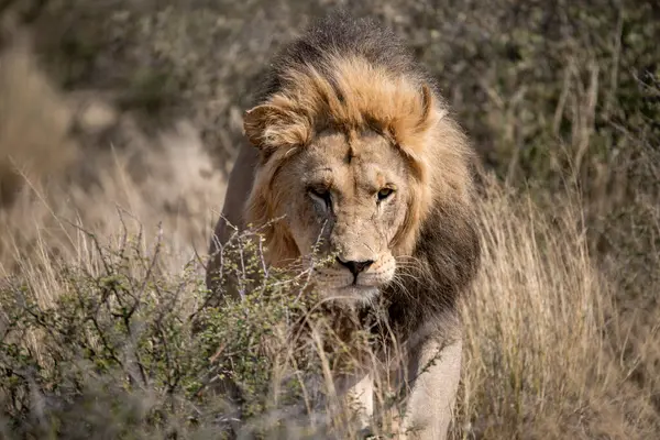 Kenya ulusal parkında aslan