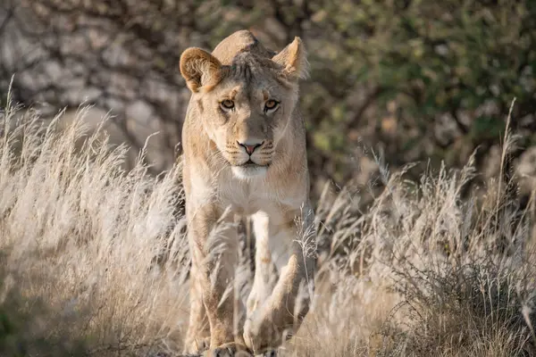 Aslan yavrusu kuru çalılarda yürüyor.