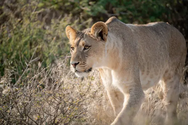 Afrika 'nın güneyindeki Kruger parkında güzel bir erkek aslanın yakın çekimi.