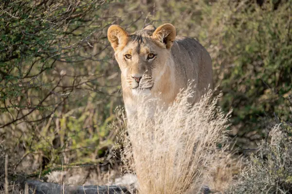 Vahşi bozkırda dişi aslan.