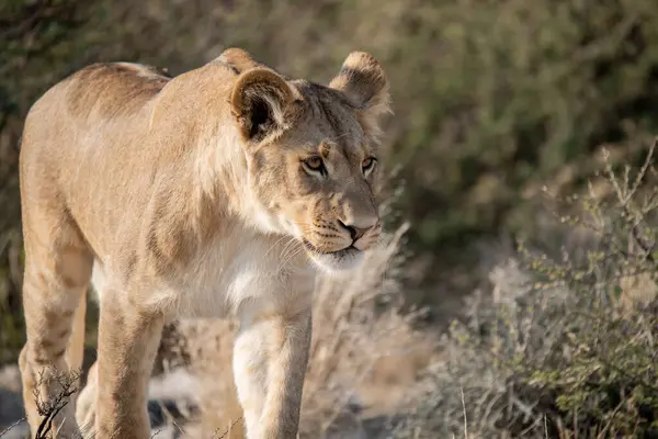 Güzel vahşi bir aslan Afrika çölünde yürüyor.