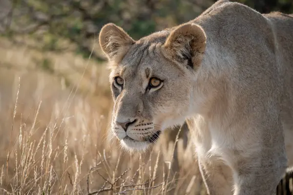 Afrika ulusal parkında dişi aslan. yüksek kaliteli fotoğraf
