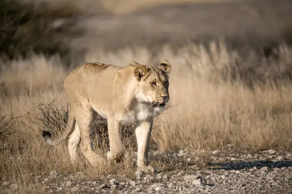 Vahşi aslan yavrusu