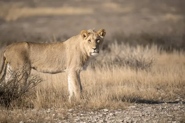 Kruger Ulusal Parkı 'ndaki aslan.