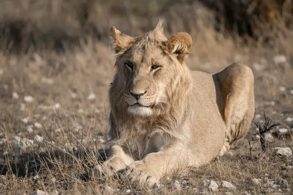 Afrika 'nın bozkırındaki aslan