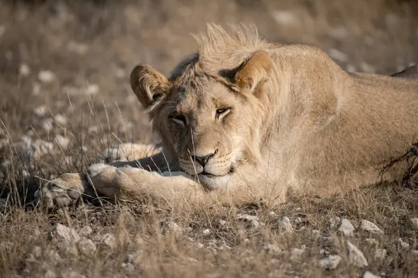 Otların arasında dinlenme aslan yavrusu