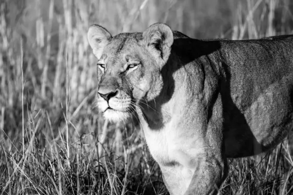 Afrika 'daki Kruger Milli Parkı' nda siyah ve beyaz aslan, Felidae familyasından bir aslan türü.