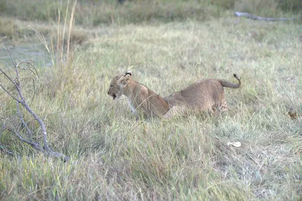 Vahşi aslan, hayvan.
