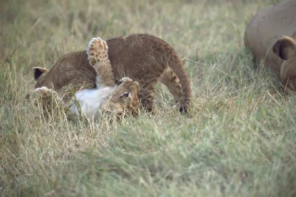 Aslan yavrusu otla besleniyor