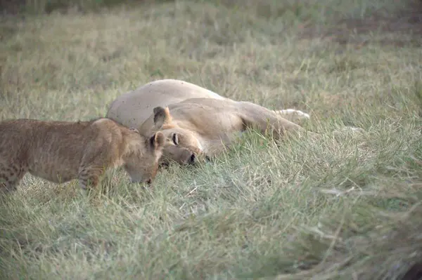 Aslan (panthera leo) - Panthera leo