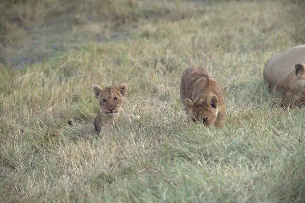 Kenya 'daki Masai Mara Ulusal Parkı' nda aslanlar.
