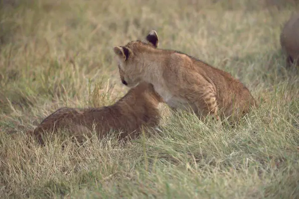 Genç aslan yavrusu çimlerin üzerinde yatıyor.