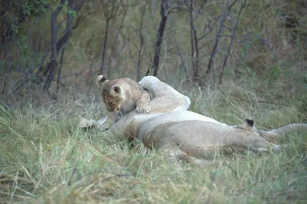 Kenya 'daki savanda aslanlar