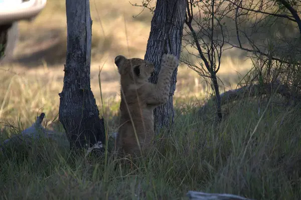 Aslan yavrusu annesiyle oynuyor.