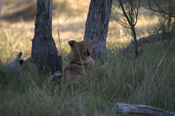 Aslan yavrusu kuru çimenlerde yatıyor.