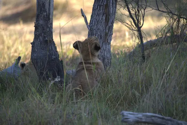 Otların arasında yürüyüş aslan yavrusu