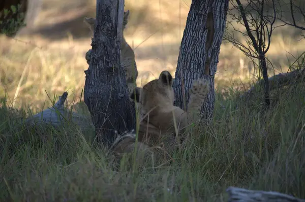 Aslan yavrusu çimlerde