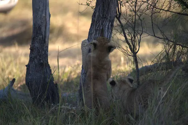 Afrika bozkırında dişi bir aslan.