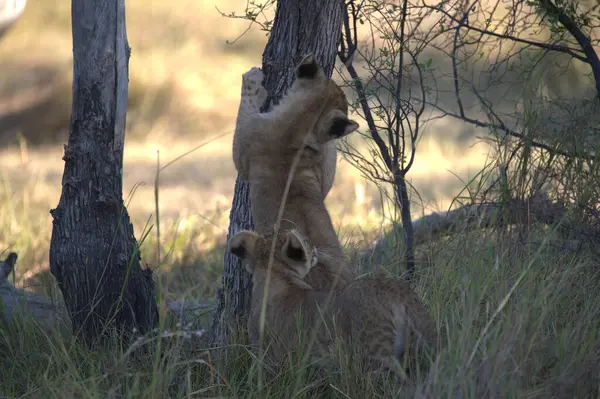 Doğadaki aslan yavrusu.