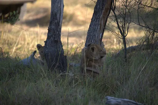 Otların arasında oynayan aslan yavrusu